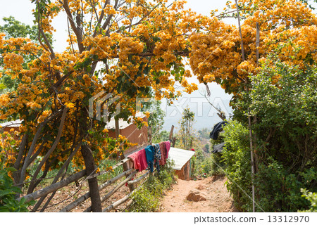Nepal Tansen Bougainvillea Arch 13312970