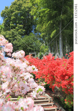 笠間螺旋節 13312981