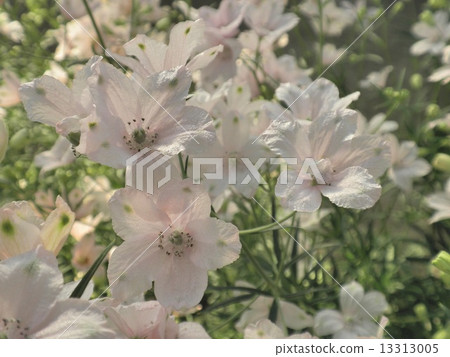 粉紅色的花櫻桃 粉紅色的花櫻桃 13313005