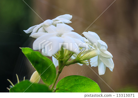 White Jasmine flowers in garden 13313071