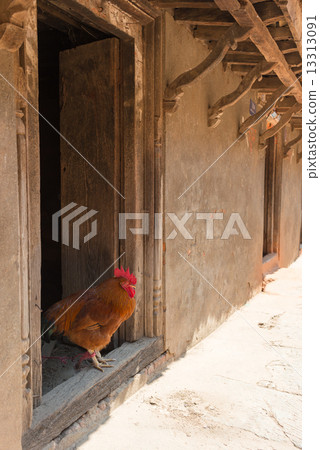 Nepal Kathmandu Farmhouse doorway chicken 13313091