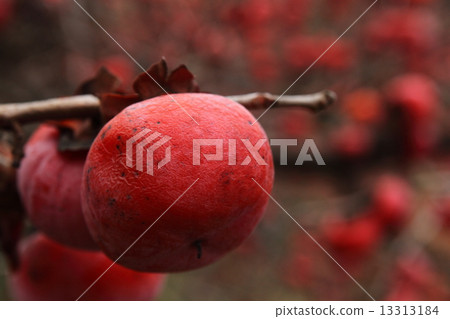 Winter persimmon 1 13313184