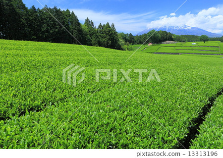 新鮮的綠茶田和富士山 13313196