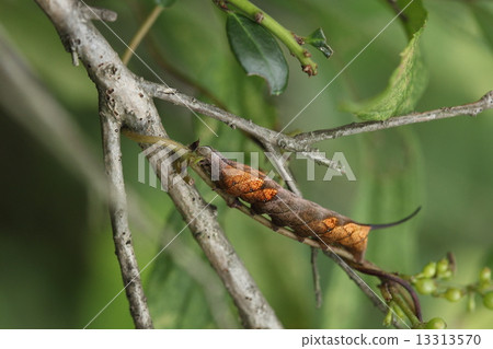 生物昆蟲Hoshi Hojo是一種橙色幼蟲。它看起來像一個圓形的枯葉，尾巴的刺痛看起來像一個葉柄 13313570