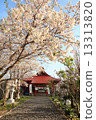 櫻花 13313820