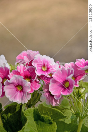 Primula (primrose) 13313909