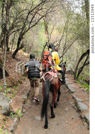 horse for tourist up to  mingyong glacier 13313949