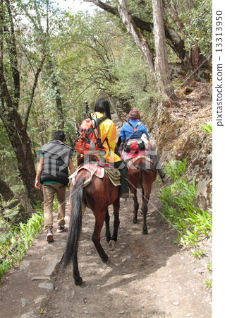 horse for tourist up to  mingyong glacier 13313950