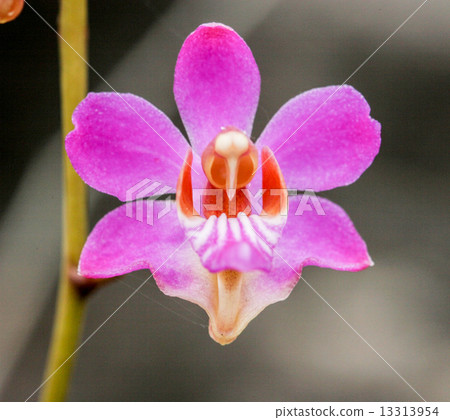 Doritis pulcherrima from rainforest of thailand 13313954