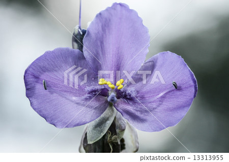 Murdannia giganteum from rainforest 13313955