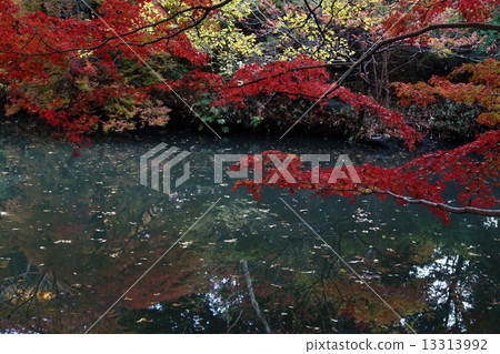 秋天的樹葉 13313992