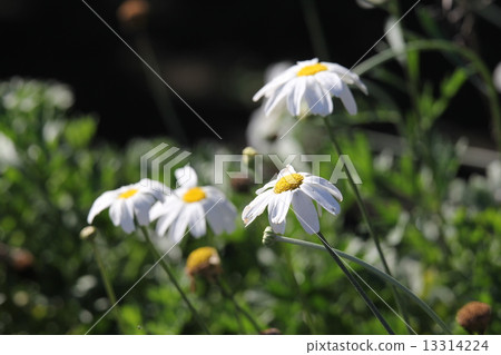 除蟲菊 除蟲菊 13314224