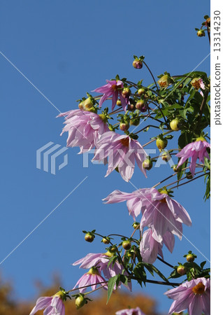 小立大麗花 13314230