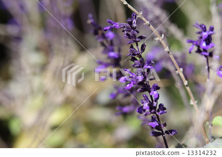 薰衣草鼠尾草 13314232