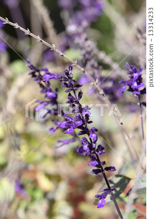 薰衣草鼠尾草 13314233