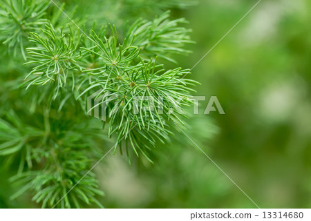 Green branch Green branch 13314680