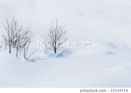 Sleepy branch from the snow (Thursday) 13314719