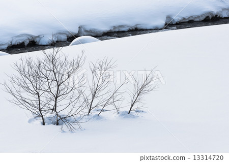 Sleepy branch from the snow (Thursday) 13314720