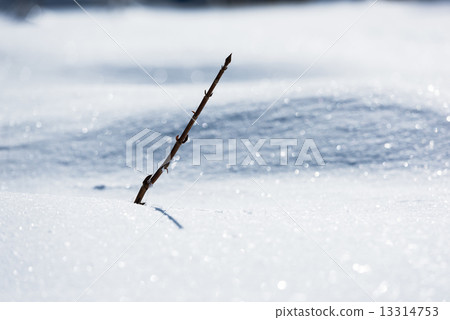 Sleepy branch from the snow (Thursday) 13314753