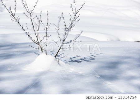 Sleepy branch from the snow (Thursday) 13314754