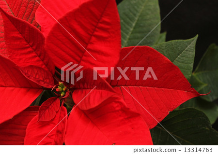 Poinsettia Poinsettia 13314763