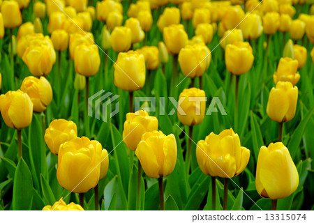 Yellow tulips 13315074