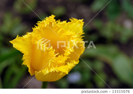 Single yellow tulip 13315076