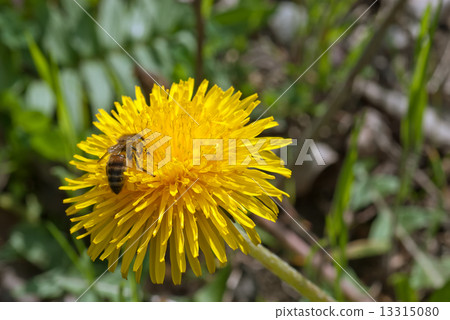 Bee collects nectar on a dandelion Bee collects nectar on a dandelion 13315080