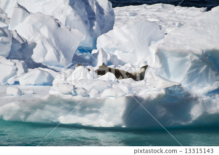 Seals Resting On An Ice Floe Seals Resting On An Ice Floe 13315143