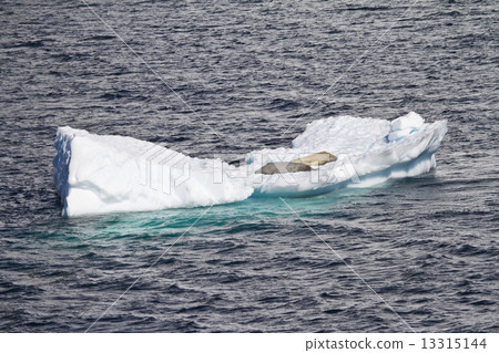 Seals Resting On An Ice Floe 13315144