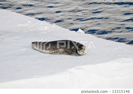 Seals Resting On An Ice Floe Seals Resting On An Ice Floe 13315146