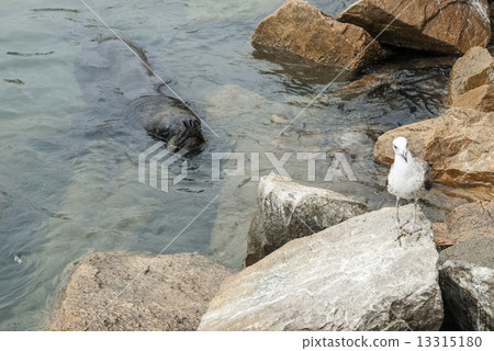 South American Sea Lion South American Sea Lion 13315180
