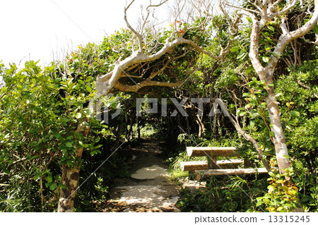 樹木隧道 13315245