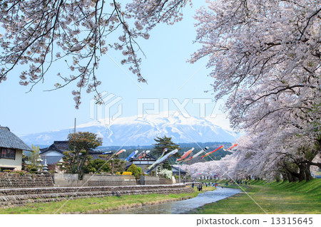 Cherry blossom trees of Nakayama River Park in Yamagata prefecture 13315645
