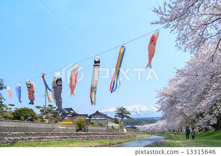 Cherry blossom trees of Nakayama River Park in Yamagata prefecture 13315646