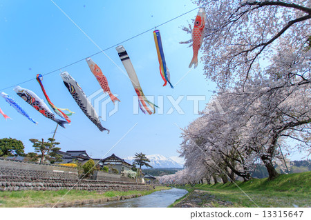 Cherry blossom trees of Nakayama River Park in Yamagata prefecture Cherry blossom trees of Nakayama River Park in Yamagata prefecture 13315647