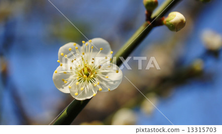 梅花 梅花 13315703