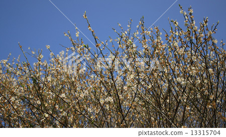 Plum blossoms Plum blossoms 13315704