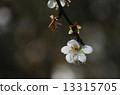 Plum blossoms 13315705