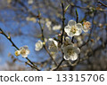 Plum blossoms 13315706