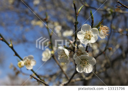 Plum blossoms 13315706
