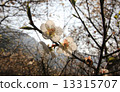Plum blossoms 13315707