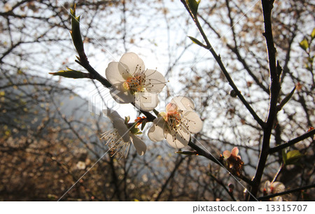 Plum blossoms 13315707