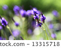 lavender 13315718
