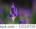 lavender 13315720