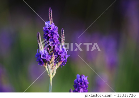 lavender 13315720