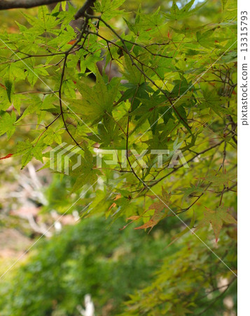 Green autumn leaves 13315793