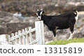 goat 13315819