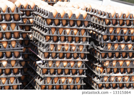 Eggs in the package 13315864