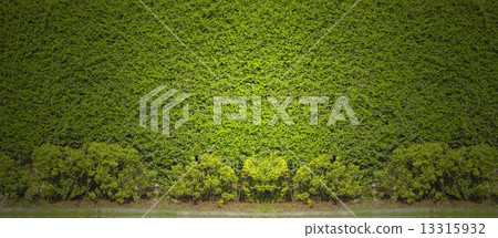 Plant on the wall Plant on the wall 13315932